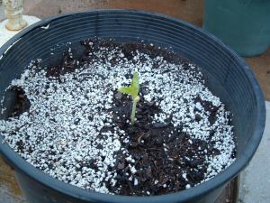Black-eyed pea seedling
