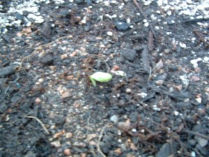 Butternut squash sprout
