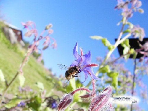 Bee on Borage Plant from Freenaturepictures.com
